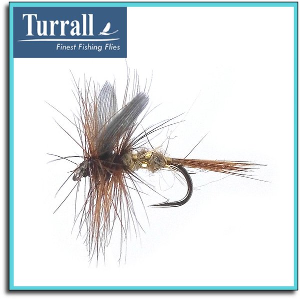 Oreille de lièvre par Turrall taille 16